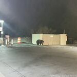 Bikinibee - OnlyFans Photos 2