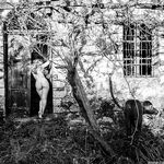 Claudiia Lion Lionello Claurilion