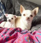 Instagram Model Ariann Music