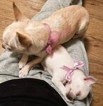 Instagram Model Ariann Music