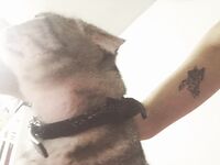 Instagram Lingerie Model ms.donut17