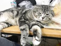 Instagram Lingerie Model ms.donut17