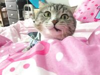 Instagram Lingerie Model ms.donut17