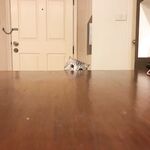 Instagram Lingerie Model ms.donut17