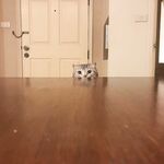 Instagram Lingerie Model ms.donut17