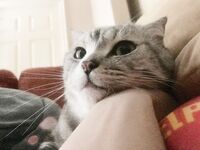 Instagram Lingerie Model ms.donut17