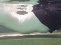 RocksyLight - Huge Collection 4