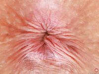 AmKingdom / Babes series - Softcore Olivia Madison