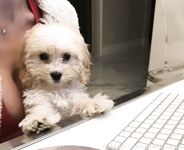 Nicolette Shea OnlyFans Pictures