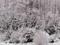 lina.nekita1 photos OF