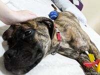 Lily Lou (@lilylou103) Pics